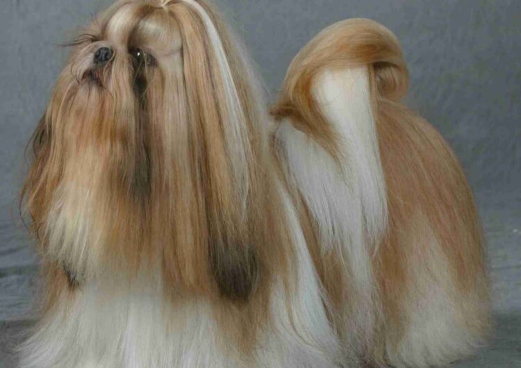 shih-tzu (22)