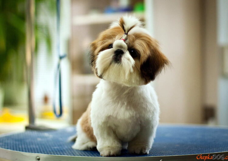 shih-tzu (23)