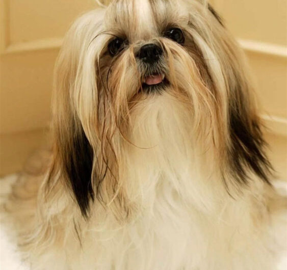 shih-tzu (24)