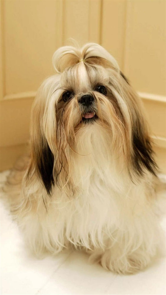 shih-tzu (24)