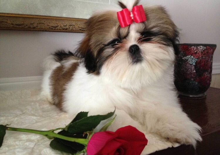 shih-tzu (25)