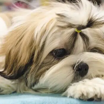shih tzu