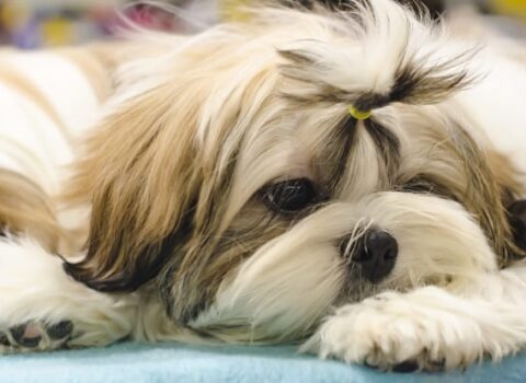 shih tzu