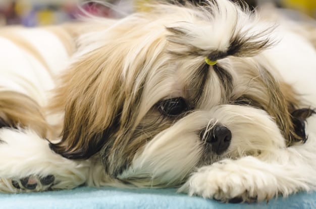 shih tzu
