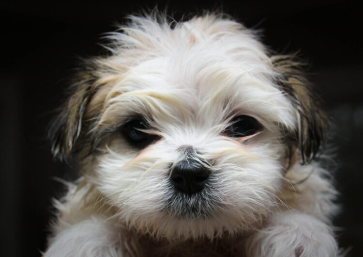 shih-tzu (4)