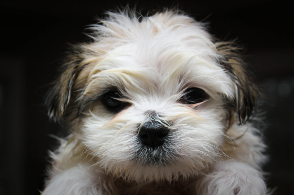 shih-tzu (4)