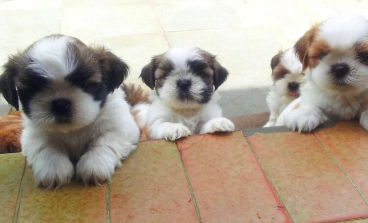 shih-tzu (5)