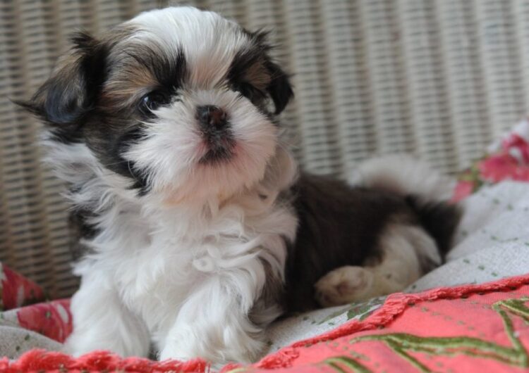 shih-tzu (7)