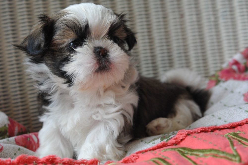 shih-tzu (7)