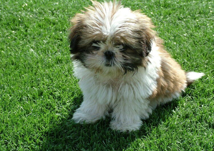 shih-tzu (8)