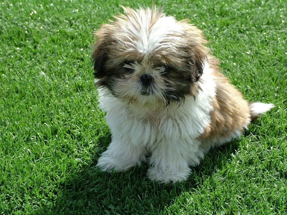 shih-tzu (8)