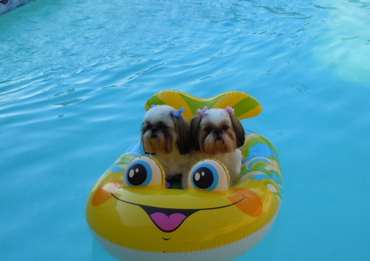 shih-tzu (9)