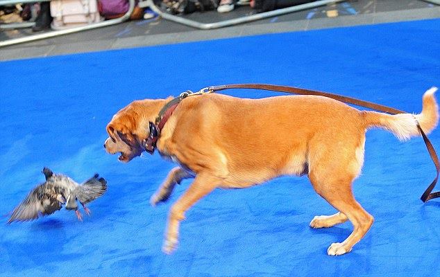 Tom Hardy leva seu cachorro para a premiere do filme Legend 2 Foto: Reprodução
