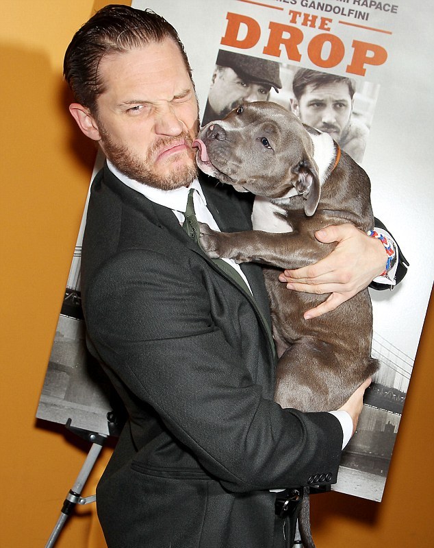 Tom Hardy leva seu cachorro para a premiere do filme Legend 4 Foto: Reprodução