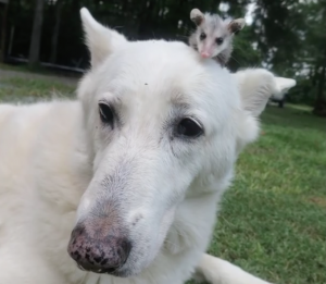 A cachorra Hantu e o gambá Poncho são inseparáveis. (Foto: Reprodução / Youtube)