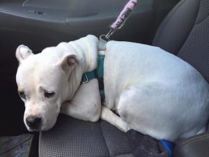 A cadela Astra chorou de tristeza. (Foto: Reprodução / Facebook / Red Hook Dog Rescue)