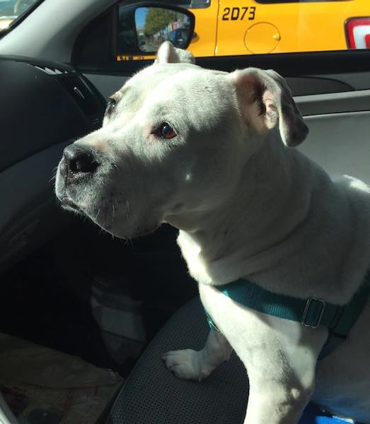 Cachorra chora ao perceber que foi abandonada outra vez 3 Astra precisa de um novo lar.(Foto: Reprodução / Facebook / Red Hook Dog Rescue)