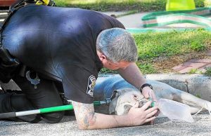 Bombeiro colocando máscara de oxigênio no pit bull Dewey. (Foto: Reprodução / Twitter / The Times Herald)