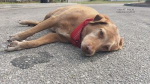 O cachorro Paco ficou no local do acidente. (Foto: Reprodução / Action News Jacksonville)