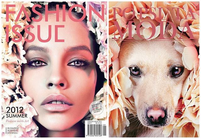 ONG recria famosas capas de revistas com cachorros que esperam pela adoção 12 caes-revista-12