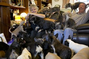 Lynn e Tony vivem com 41 cachorros. (Foto: Reprodução / Daily Mail UK)