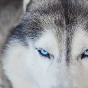 Husky Siberiano