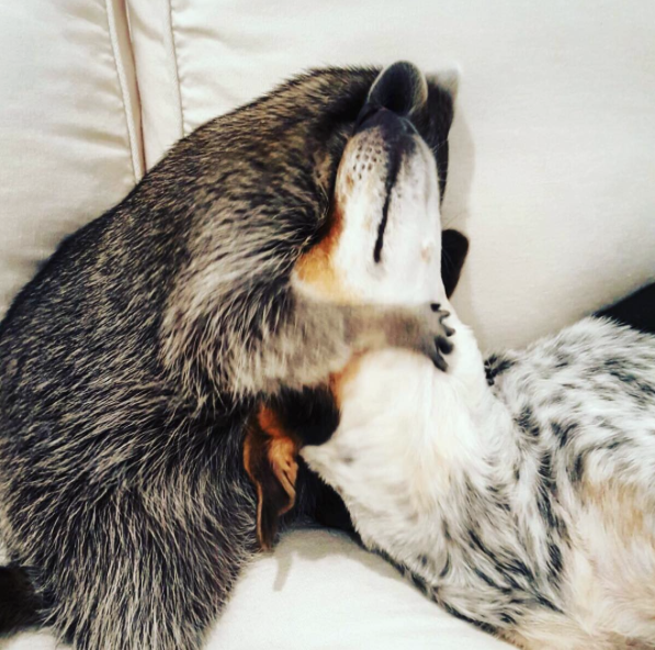Amizade entre guaxinim e duas cachorras adotadas faz sucesso na Internet 5 (Foto: Reprodução / Instagram)