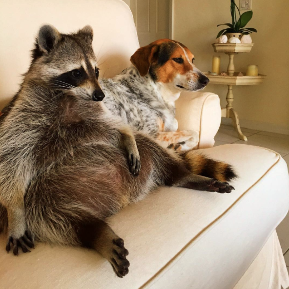 Amizade entre guaxinim e duas cachorras adotadas faz sucesso na Internet 6 (Foto: Reprodução / Instagram)