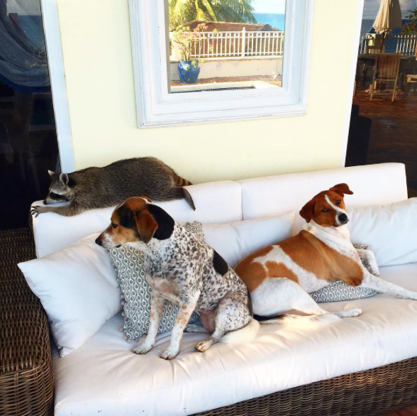 Amizade entre guaxinim e duas cachorras adotadas faz sucesso na Internet 4 (Foto: Reprodução / Instagram)