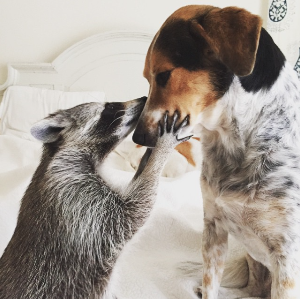 Amizade entre guaxinim e duas cachorras adotadas faz sucesso na Internet 1 Uma família carinhosa. (Foto: Reprodução / Instagram)
