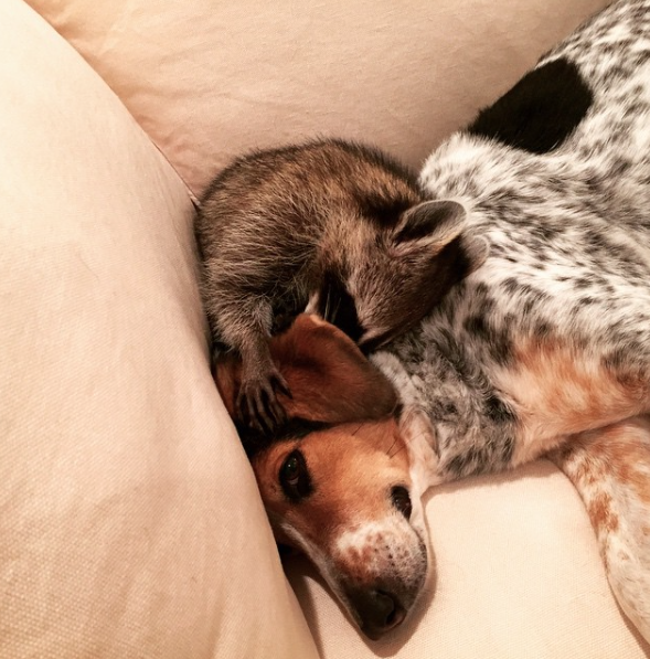 Amizade entre guaxinim e duas cachorras adotadas faz sucesso na Internet 7 (Foto: Reprodução / Instagram)