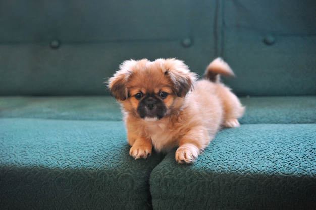 Pekingese