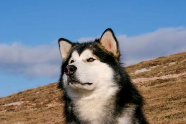 parentesco com os lobos