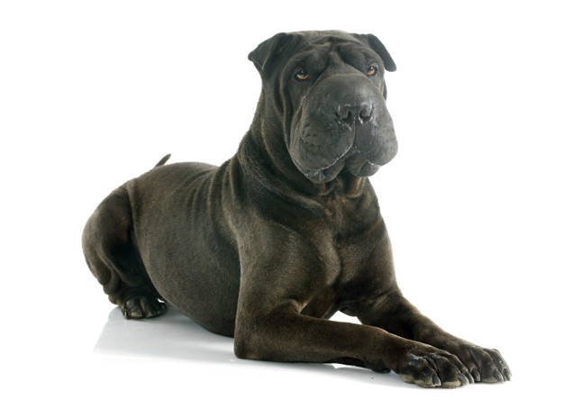 shar pei