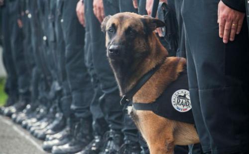Cães do mundo todo estão homenageando a cachorra policial Diesel, que morreu em combate 1 A cachorra Diesel morreu durante uma operação antiterrorista. (Foto: Reprodução / Bark Post)