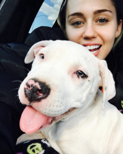 Miley Cyrus com sua cachorra Milky. (Foto: Reprodução / Instagram)