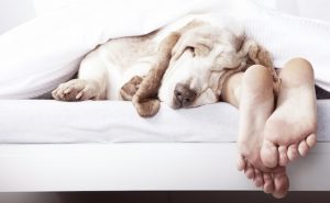 Você dorme com seu cachorro? (Foto: Reprodução / Google)