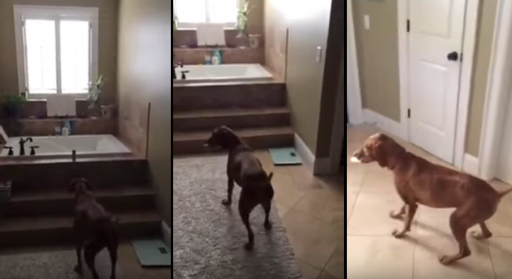 Cachorro ‘espertinho’ rouba papel do banheiro e sai da forma mais engraçada