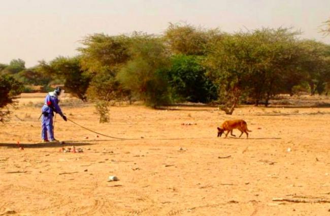 O faro dos cães é poderoso. (Foto: Reprodução / Bark Post)