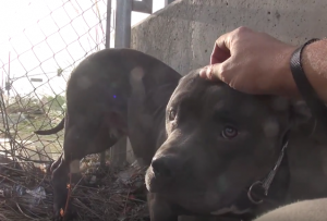 O pit bull descobriu que carinho é uma coisa boa! (Foto: Reprodução / Youtube / Hope For Paws)