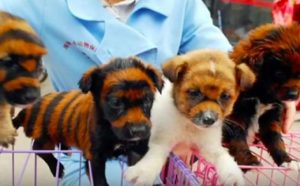 Vendedores chineses estão tingindo cães para ficarem parecidos com tigres. (Foto: Reprodução / Bark Post)