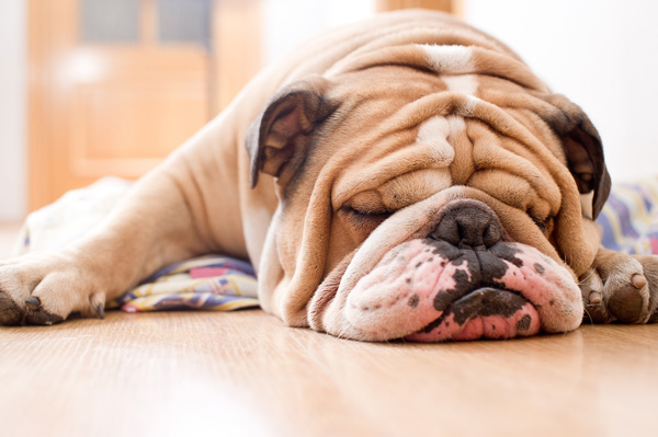 Cães mais carinhosos do mundo: Confira as 9 raças! 3 Buldogue Inglês