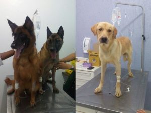 Todos os cães que estavam no local foram resgatados por Eduardo. (Foto: Reprodução / G1 / Eduardo Soares / Arquivo Pessoal)