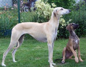Sloughi - Greyhound Árabe (Foto: Reprodução / Tu Amigo El Perro)