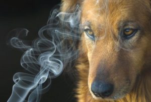 A fumaça do cigarro pode desencadear problemas de pele e respiratórios nos pets. (Foto: Reprodução / Liberty Voice)