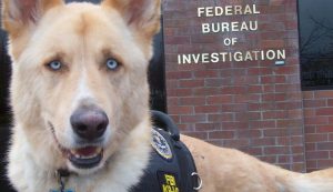 O FBI irá investigar os casos de maus tratos a animais nos EUA. (Foto: Reprodução / The Dodo)