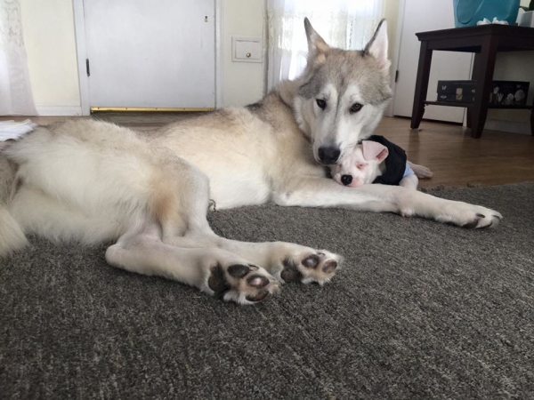 Filhote especial encontra apoio e carinho de um amigo canino em lar temporário 3 Eles fazem tudo juntos. (Foto: Reprodução / Bark Post)