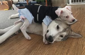 O filhote de pit bull Valentino encontrou um grande companheiro: o cão James. (Foto: Reprodução / Bark Post)