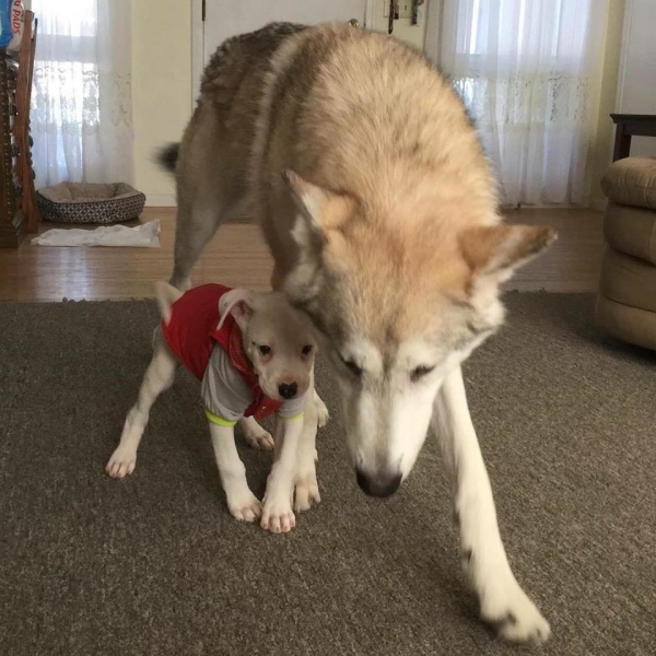 Filhote especial encontra apoio e carinho de um amigo canino em lar temporário 2 Valentino encontrou apoio e carinho em seu lar temporário. (Foto: Reprodução / Bark Post)