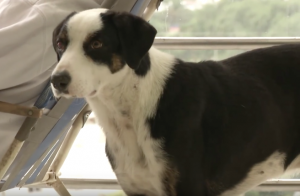 O cachorro não entende que seu tutor faleceu e fica o procurando pelo hospital. (Foto: Reprodução / Youtube)